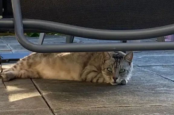 Animaux perdus Brix, photo: Chat tigré gris perdu, secteur Brix