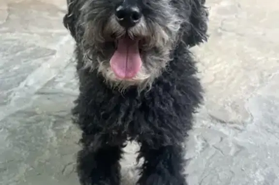 Found: Small Black Poodle in San Antonio