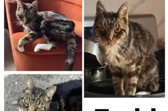 Lost Elderly Tabby: Friendly & Unique