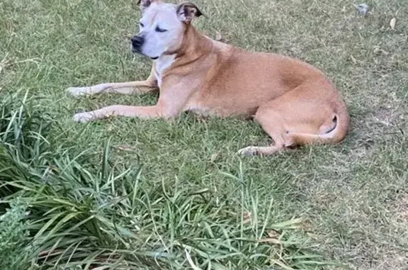 Help Find Shelby: Lost Dog on Red Barn Rd