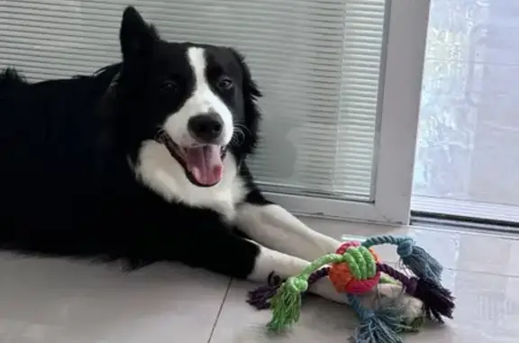 Lost Border Collie on Overbrook St, NY