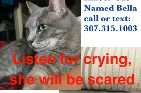 Missing Grey Cat: Via Renata Drive