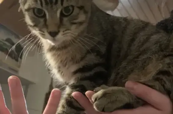 Chaton mâle tigré trouvé à Montécheroux - photo