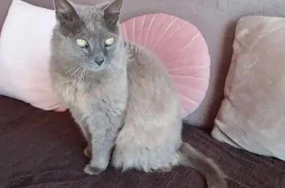 Chat gris marron blessé trouvé à St-Pierre - photo