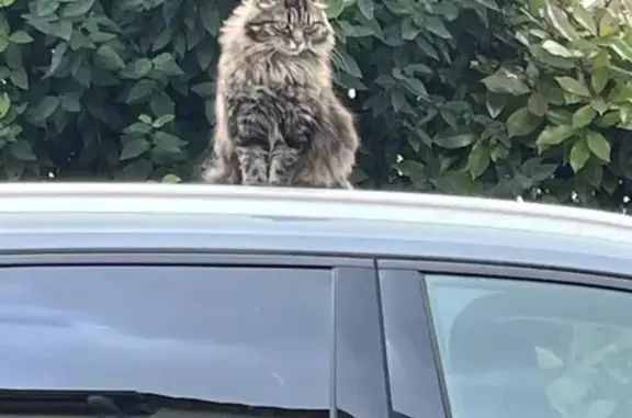 Chatte européenne tigrée disparue - photo