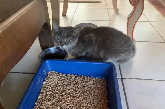 Animaux trouvés , photo: Petit chat gris trouvé, sociable et craintif