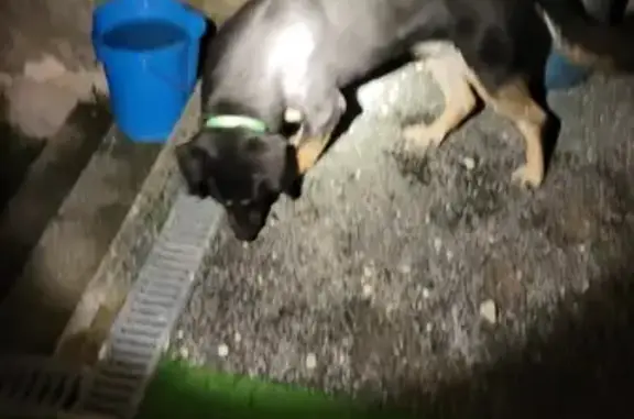 Beauceron mâle trouvé à Doué-en-Anjou - photo