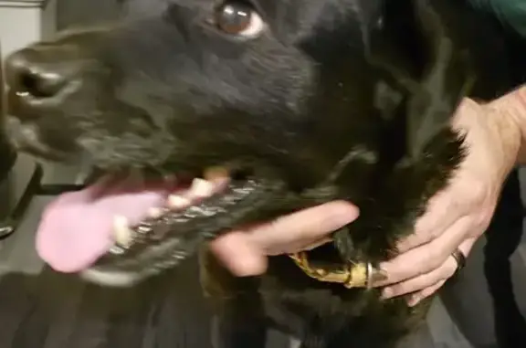 Petit chien noir trouvé avec collier beige - photo
