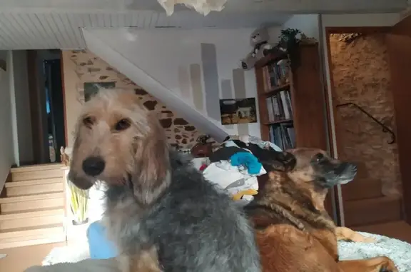 Animaux perdus , photo: Chiens disparus à Centrès : Framboise & Opale