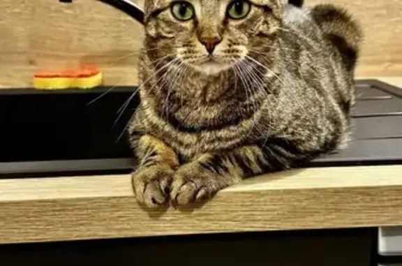 Animaux perdus Verson, photo: Chat tigré disparu à Verson : Speedy/Loulou