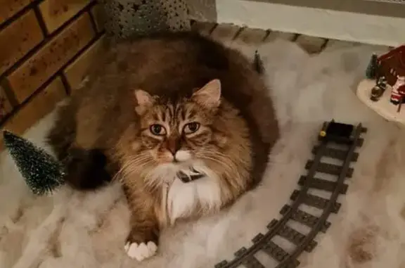 Chatte européenne perdue à Cailloux-sur-Fontaines - photo