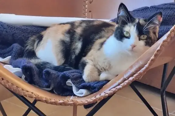 Chat perdu, , photo: Calico femelle perdue, Oiry, pucée