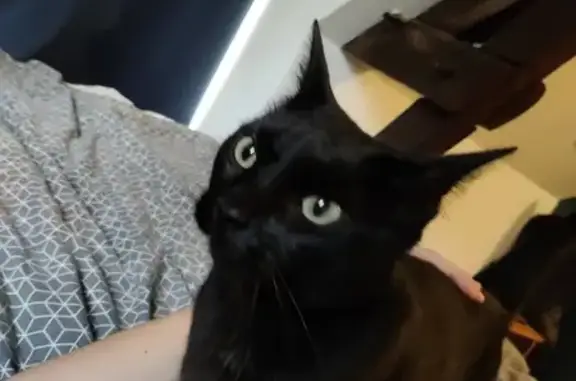 Chat perdu, , photo: Petite chatte noire disparue à Andouillé