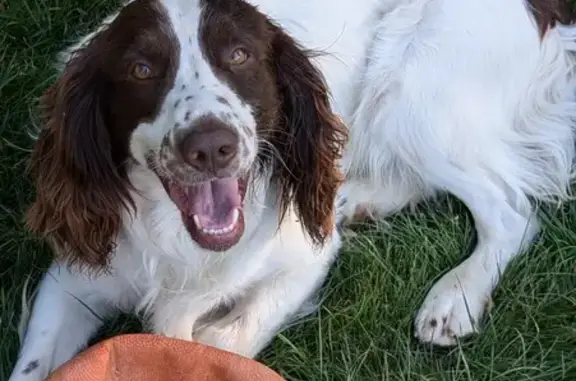 Chien mâle springer perdu au Cannet-des-Maures - photo