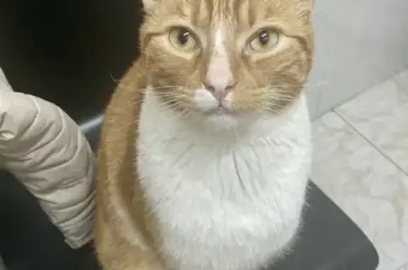 ¡Ayuda! Gato Naranja Perdido en Torrejón