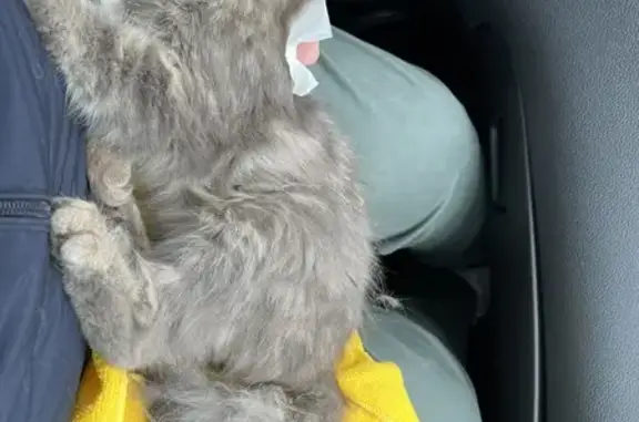 Animaux trouvés , photo: Chaton tigré trouvé à Fleury-la-Rivière