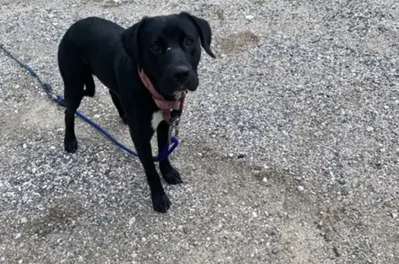 Chien trouvé Pont-d'Ain, photo: Chien trouvé près de la rivière d'Ain