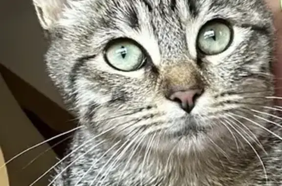 Chat perdu, , photo: Chaton tigrée perdu au Vanneau-Irleau