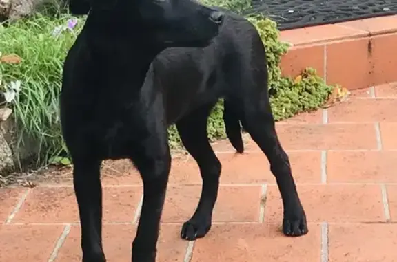 Chienne noire apeurée trouvée à Abilly - photo