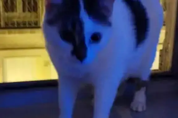 Chat perdu, Rosières, photo: Chatte européenne blanche/grise perdue à Rosières