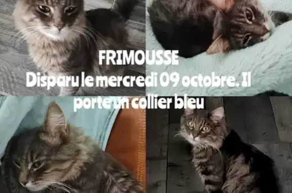 Animaux perdus Lozinghem, photo: Chat perdu : Frimousse, croisé angora tigré