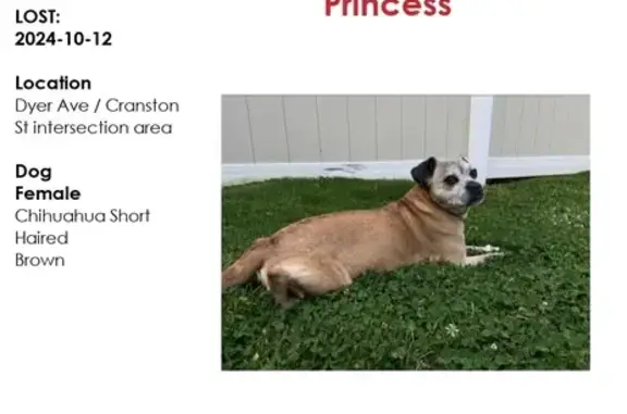 Lost Brown Chihuahua-Pug Mix in Cranston