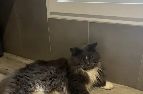 Chat perdu, , photo: Main coon gris mâle disparu à Macey