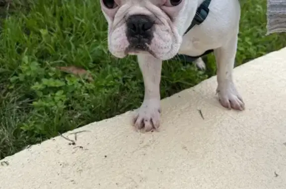 Chien trouvé à Allemans-du-Dropt - photo