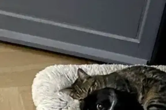 Chien perdu Bédarrides, photo : Épagneul noir et blanc perdu à Bédarrides