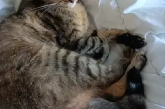 Chat perdu Chaco, blessé et apeuré à Noyant - photo