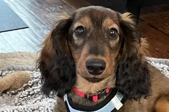 Help Find Harry: Lost Dachshund in NC