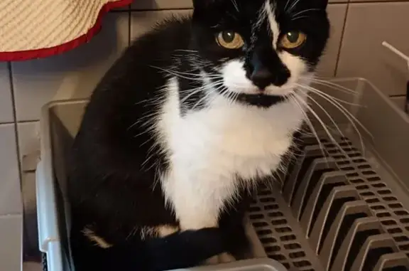 Chat perdu: Canaille, noire/blanche, Monthermé - photo