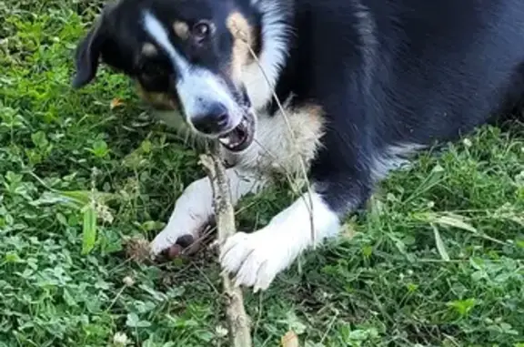 Chien perdu Sassenage, photo : Chienne croisée disparue à Sassenage