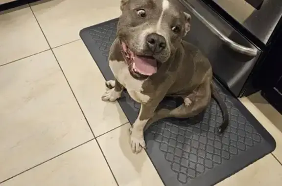 Found: Grey Pit Bull on N 29th St, PHX