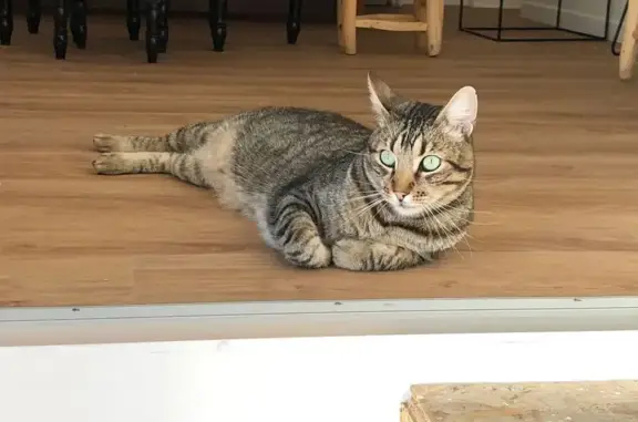 Animaux perdus Tours, photo: Chat tigré beige/gris disparu à Tours