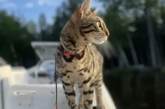 Lost Bengal Cat on East Nashua Rd