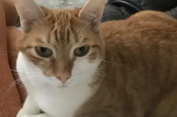 Missing 9-Year-Old Declawed Cat in Manchester