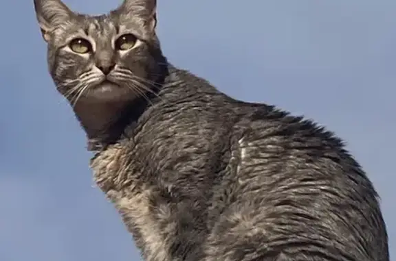 ¡Ayuda! Gatita Cielo perdida en Palomares