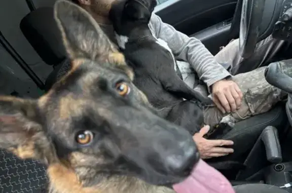 Berger allemand et 2 chiots trouvés à Juignac - photo