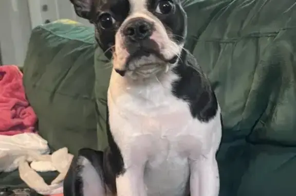 Missing Boston Terrier on SW 98th Ave