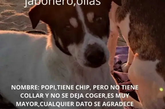 ¡Ayuda a encontrar a Popi, perro perdido!