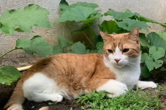 Lost: Friendly Orange Tabby on Woodbine