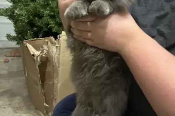 Friendly Grey Cat Found in Columbus