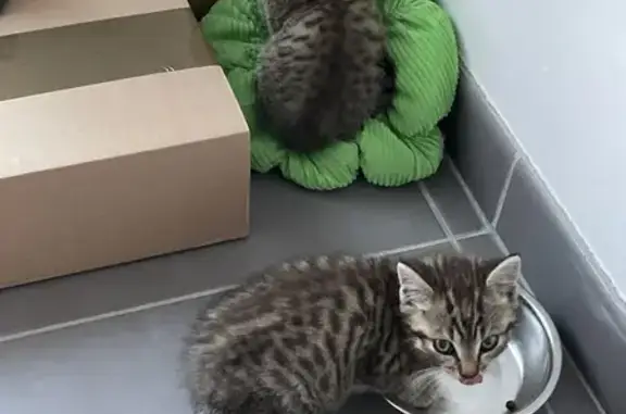 Deux chatons tigrés mâles trouvés à Marpiré - photo