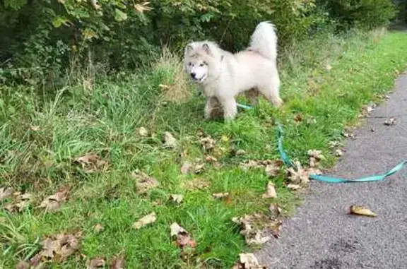 Jeune chien mâle trouvé à Longjumeau - photo