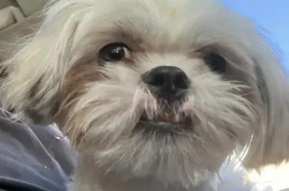 Stolen Shih Tzu: Help Us Find Her!