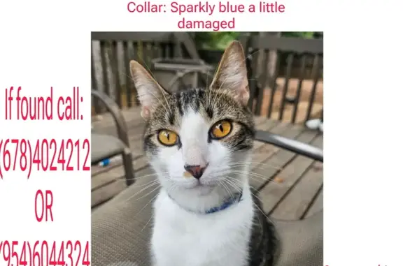 Lost Cat: Duke with Sparkly Blue Collar