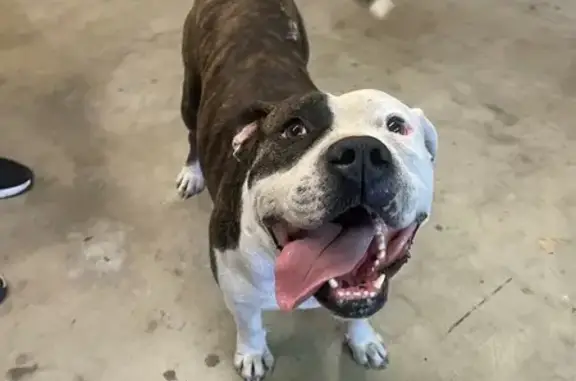 Sweet Brindle Dog Found on Foothill Blvd