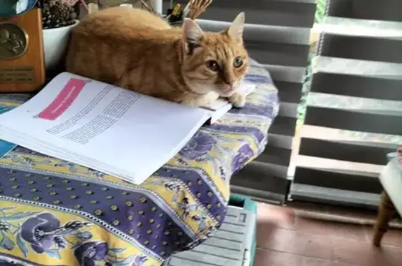Chat sociable trouvé à Blagnac, Occitanie - photo