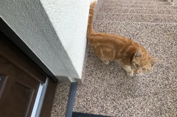 Chat roux affectueux trouvé à Enchenberg - photo